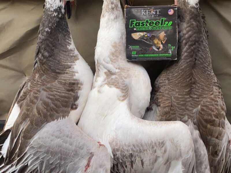 Nebraska Conservation Snow Goose Hunt | Wicked Wings