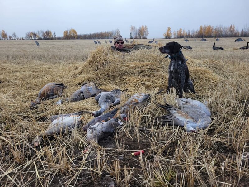 Guided Sandhill Crane & Waterfowl Hunts | Swamp Dog Alaska