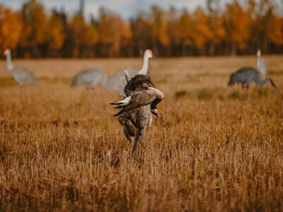 Guided Sandhill Crane & Waterfowl Hunts | Swamp Dog Alaska