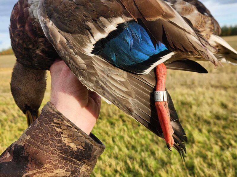 Guided Sandhill Crane & Waterfowl Hunts | Swamp Dog Alaska