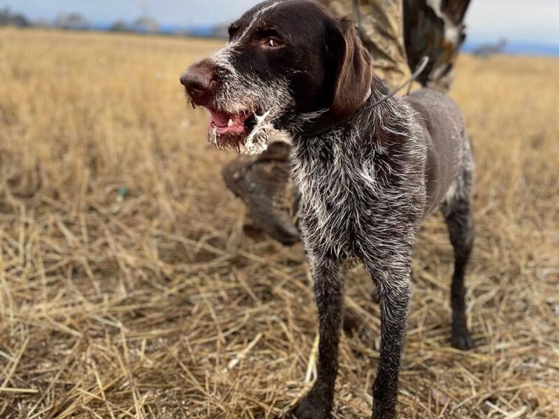 Guided Sandhill Crane & Waterfowl Hunts | Swamp Dog Alaska