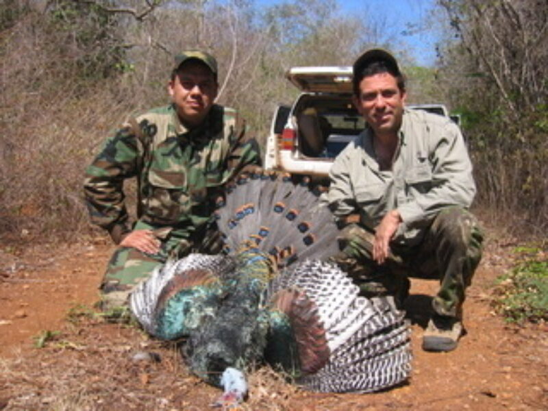 Mexico Ocellated Turkey Hunts | La Marina Del Rio