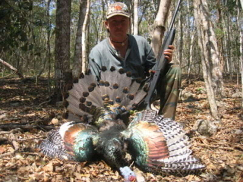 Mexico Ocellated Turkey Hunts | La Marina Del Rio