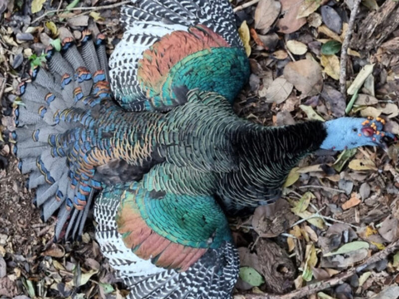 Mexico Ocellated Turkey Hunts | La Marina Del Rio