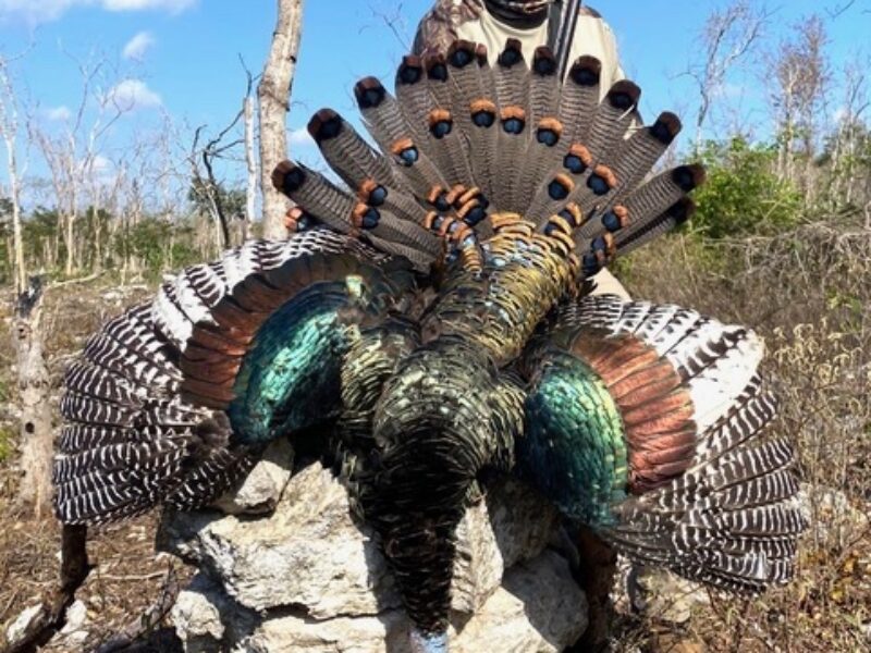 Mexico Ocellated Turkey Hunts | La Marina Del Rio