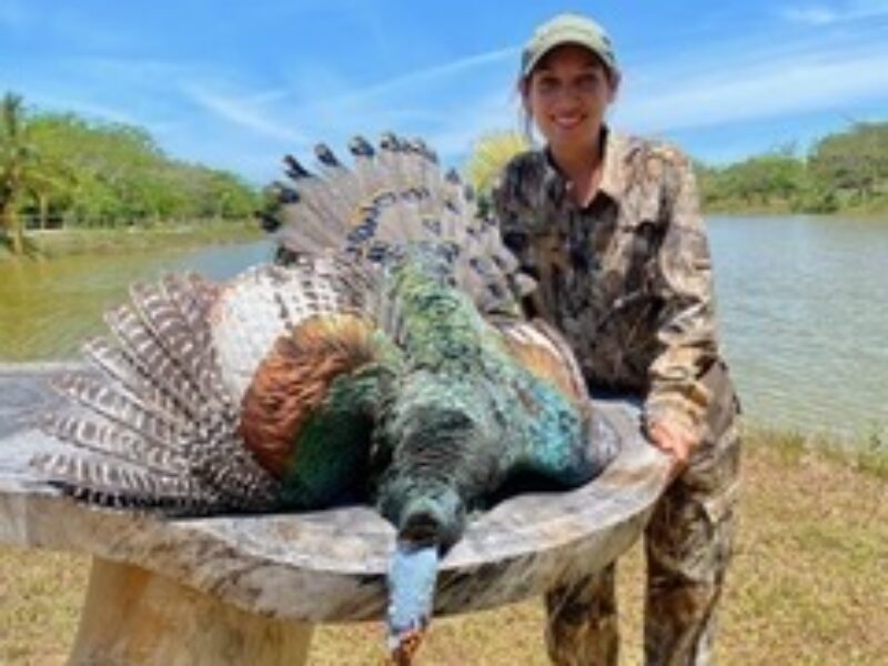 Mexico Ocellated Turkey Hunts | La Marina Del Rio