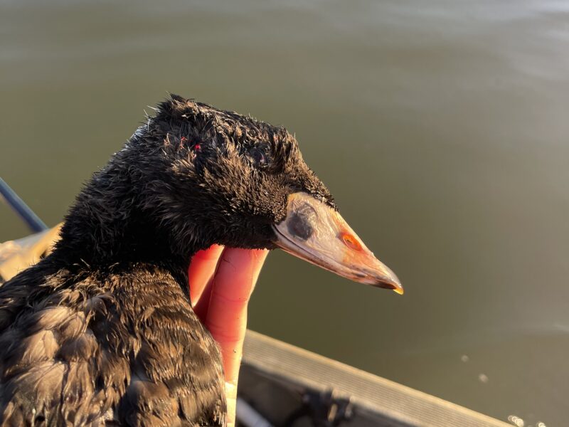 Georgia Coastal Sea Duck Hunts | Flatwater Outfitters