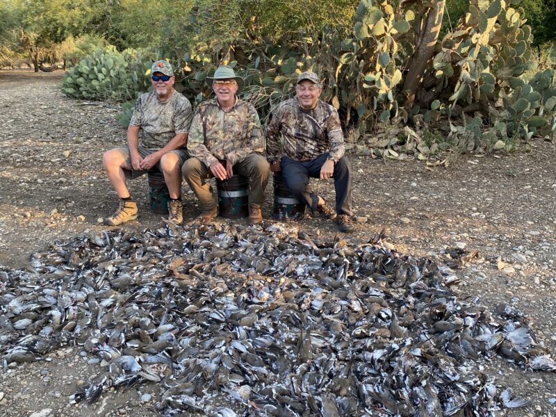 Mexico White Wing Dove Hunt | La Marina Del Rio