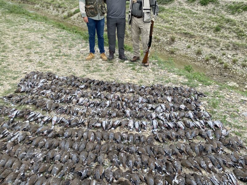 Mexico White Wing Dove Hunt | La Marina Del Rio