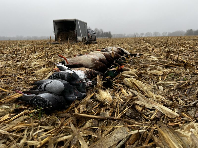 Michigan Duck Hunts | Reign