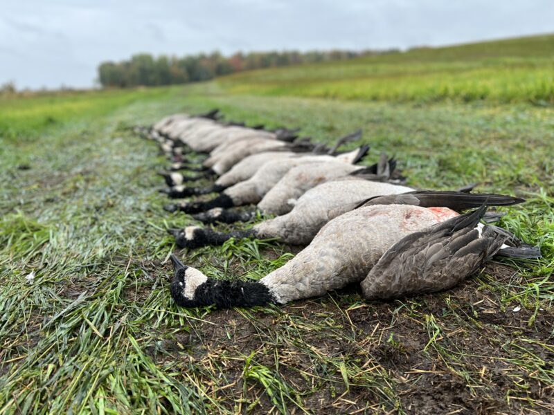 Michigan Goose Hunt | Reign Guided Outdoors