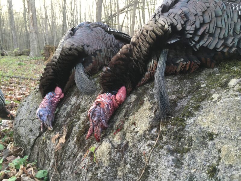 Michigan Turkey Hunts | Reign