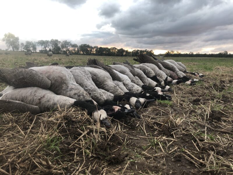 Michigan Goose Hunts (Corporate) | Reign