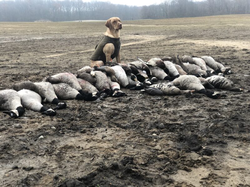 Michigan Duck Hunts | Reign