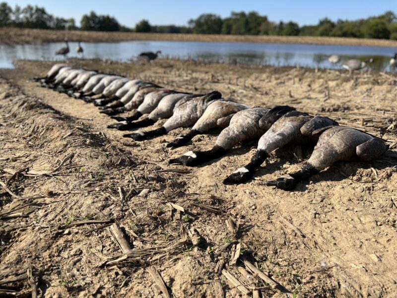 Michigan Goose Hunt | Reign Guided Outdoors