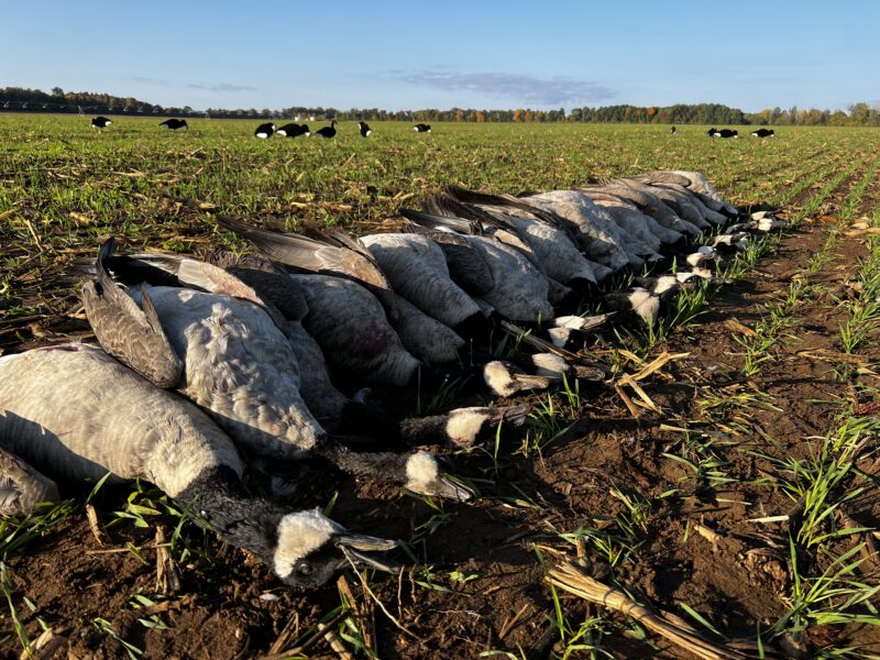 Michigan Goose Hunt | Reign Guided Outdoors