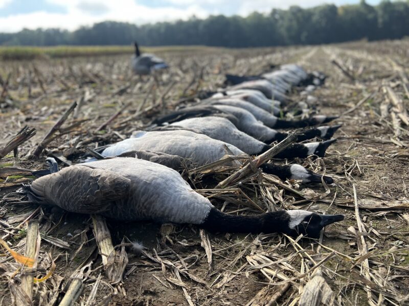 Michigan Goose Hunt | Reign Guided Outdoors