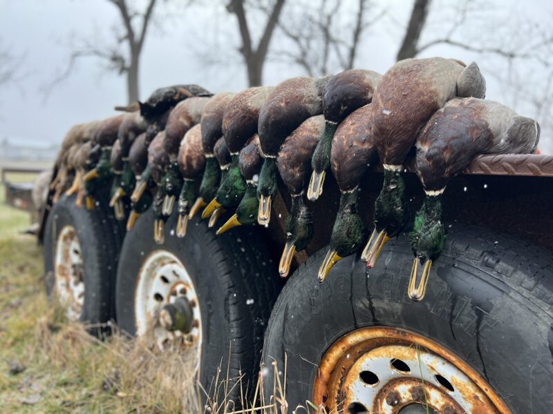 Michigan Duck Hunts | Reign