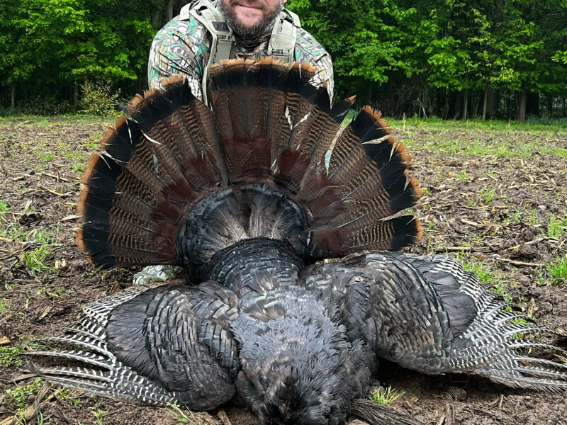 Michigan Turkey Hunts | Reign