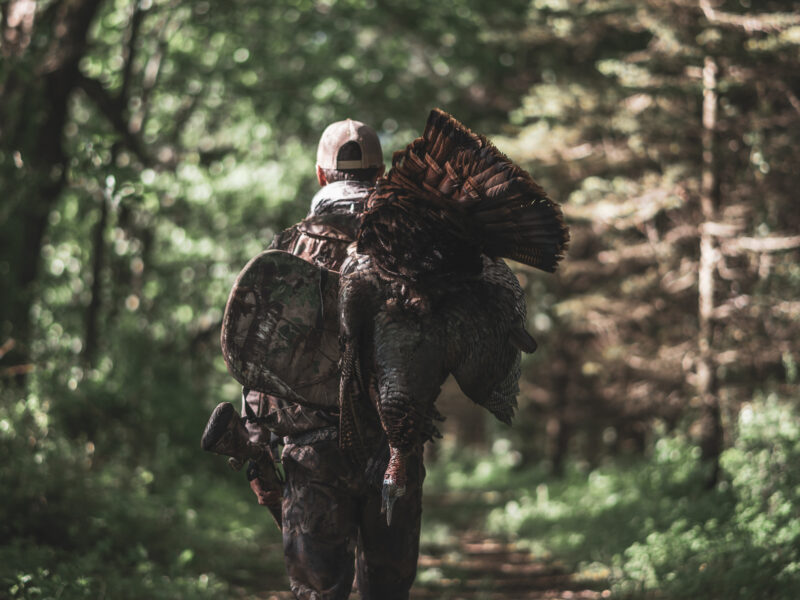 Michigan Turkey Hunts | Reign