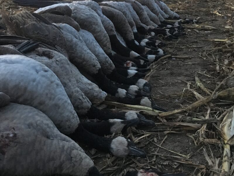 Michigan Goose Hunts (Corporate) | Reign