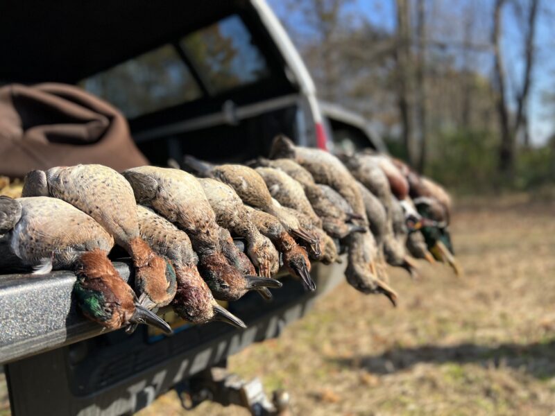 Michigan Duck Hunts | Reign