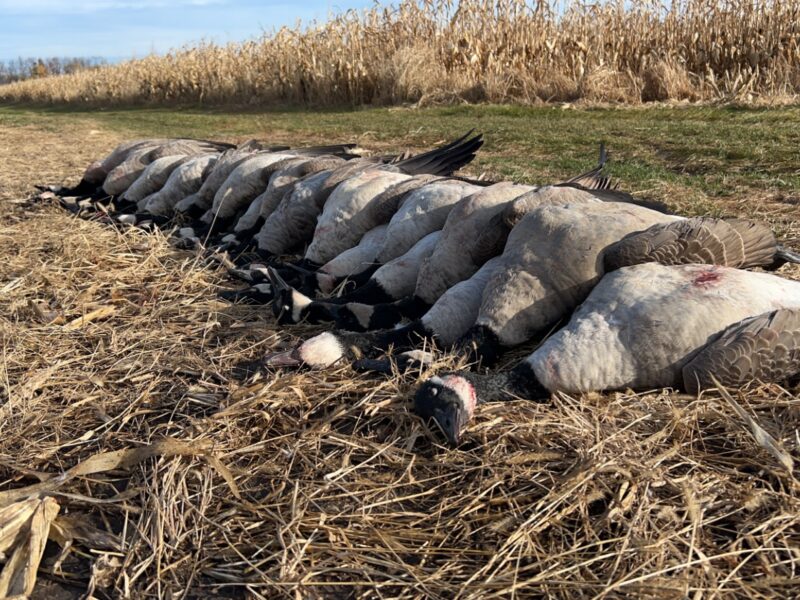 Michigan Goose Hunt | Reign Guided Outdoors