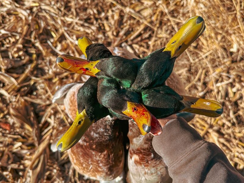 Kansas Waterfowl Hunt | Burning Sky Outfitters