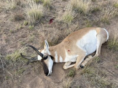 Arizona Pronghorn Antelope Hunts | Old School Outfitters