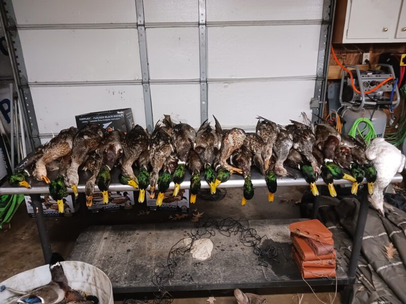 Fully Guided Waterfowl Hunts | Mud Creek