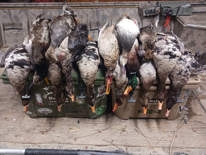 Fully Guided Waterfowl Hunts | Mud Creek