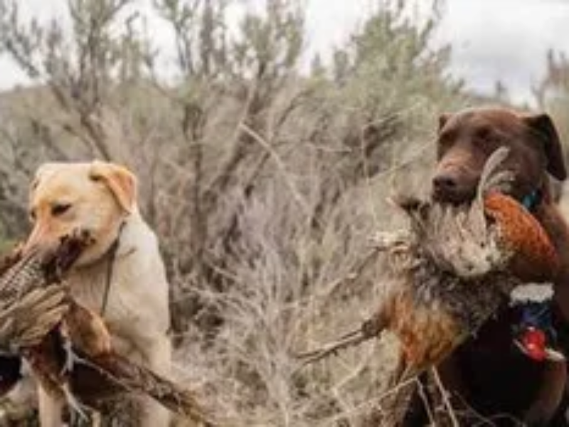 Idaho Pheasant Hunt | Wild West Roosters