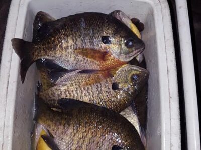 Michigan Freshwater Drum Fishing Trips | Panfish Trips | Bright Eye Charters