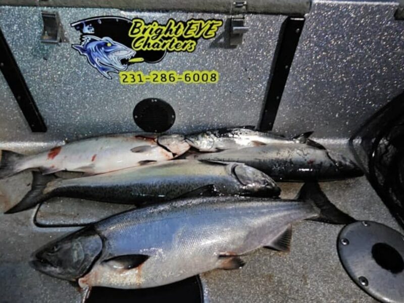 Michigan Salmon Fishing Trips | Panfish Trips | Bright Eye Charters