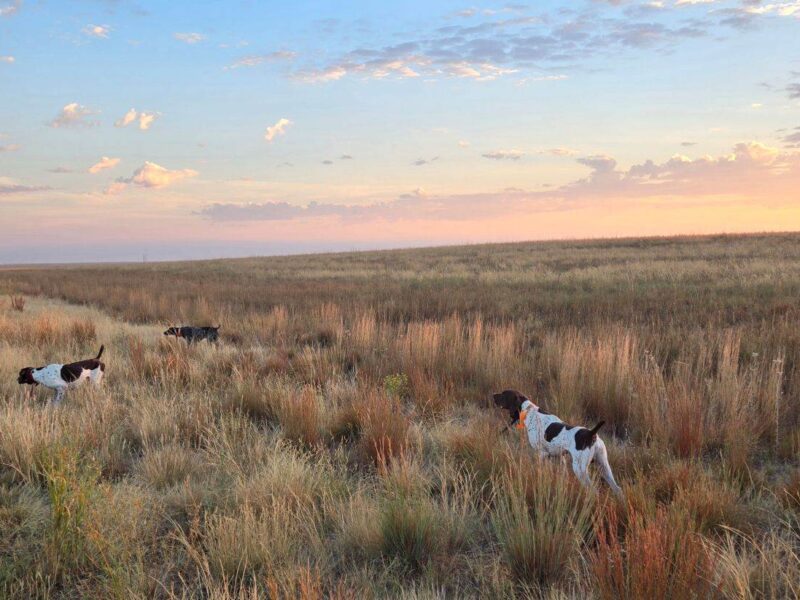 Colorado Upland Bird Hunting | Bow & Barrel Lodge