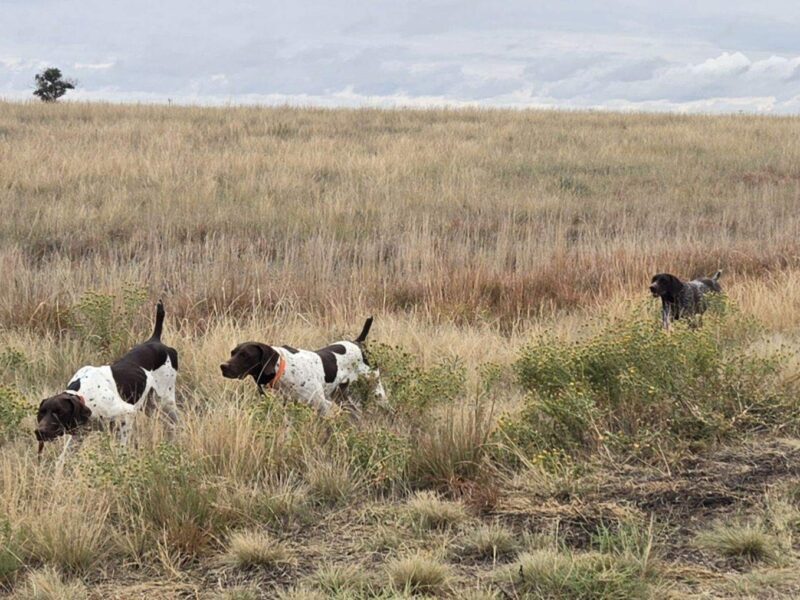 Colorado Upland Bird Hunting | Bow & Barrel Lodge