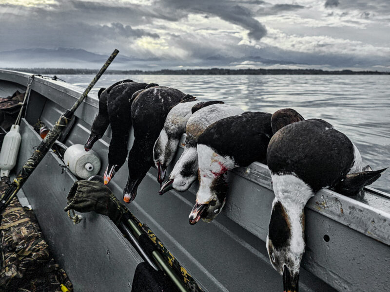 Washington Sea duck Hunts | Seaducktress Outdoors