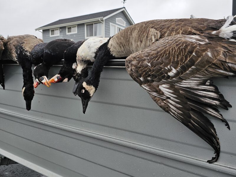 Washington Sea duck Hunts | Seaducktress Outdoors