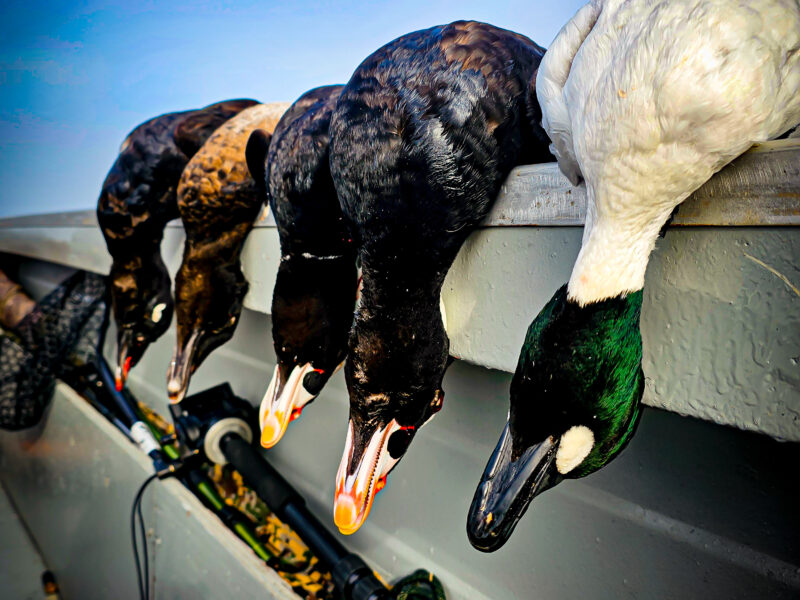 Washington Sea duck Hunts | Seaducktress Outdoors