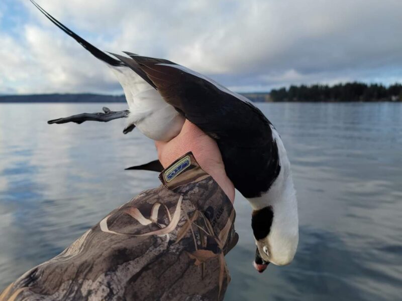 Washington Sea duck Hunts | Seaducktress Outdoors