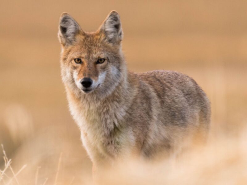 Colorado Predator Hunts | Bow & Barrel Lodge