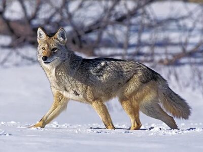 Colorado Predator Hunts | Bow & Barrel Lodge